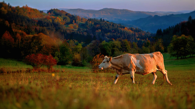 KRAJ VYSOČINA