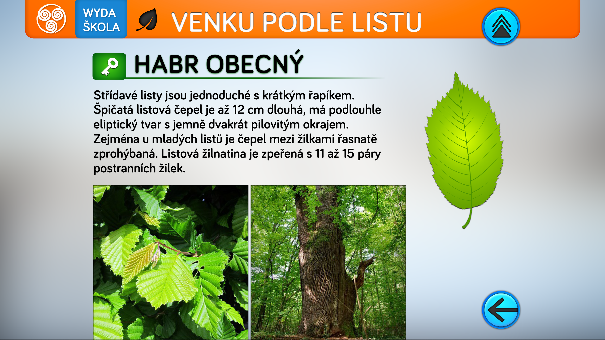 Listy stromů
